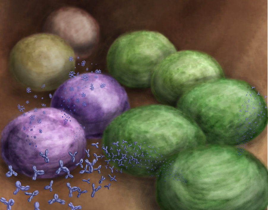 HeterogeneousBcells HeterogeneousBcells