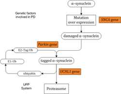 Genes considered in the SoPD