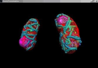 VR veterinary Trainging Simulator