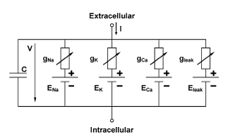 image: Hodgkin Huxley model