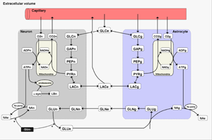 Brain metabolism model