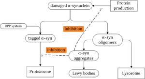Formation of Lewy Bodies