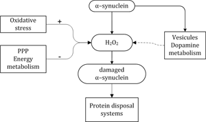 Diagram of oxidative stress
